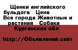 Щенки английского бульдога › Цена ­ 40 000 - Все города Животные и растения » Собаки   . Курганская обл.